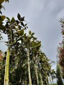 5 x Various Magnolia Grandiflora (Standard, tall c