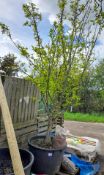 Cornus Mas multi-stem (250-300cm, 180 litre pot),