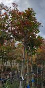 5 x Various Photinia Red Robin (Standard, 6-10cm),