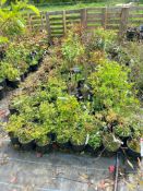 Large Quantity of Various Shrubs/Plants to Pots Lo