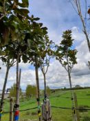 4 x Various Magnolia Grandiflora trees, located to