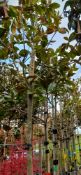 10 x Various Magnolia Grandiflora trees, located t