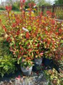 10 x 10L Photinia Red Robin’s Located to A/B (View