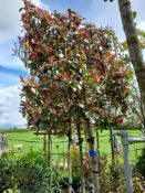 3 x Various Pleached Red Robin ¾ trees (6-14cm gir