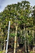 2 x Pleached Camellia Japonica Snowball (Standard,