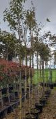 5 x Ligustrum Japonica (6-8cm girth), located to 1