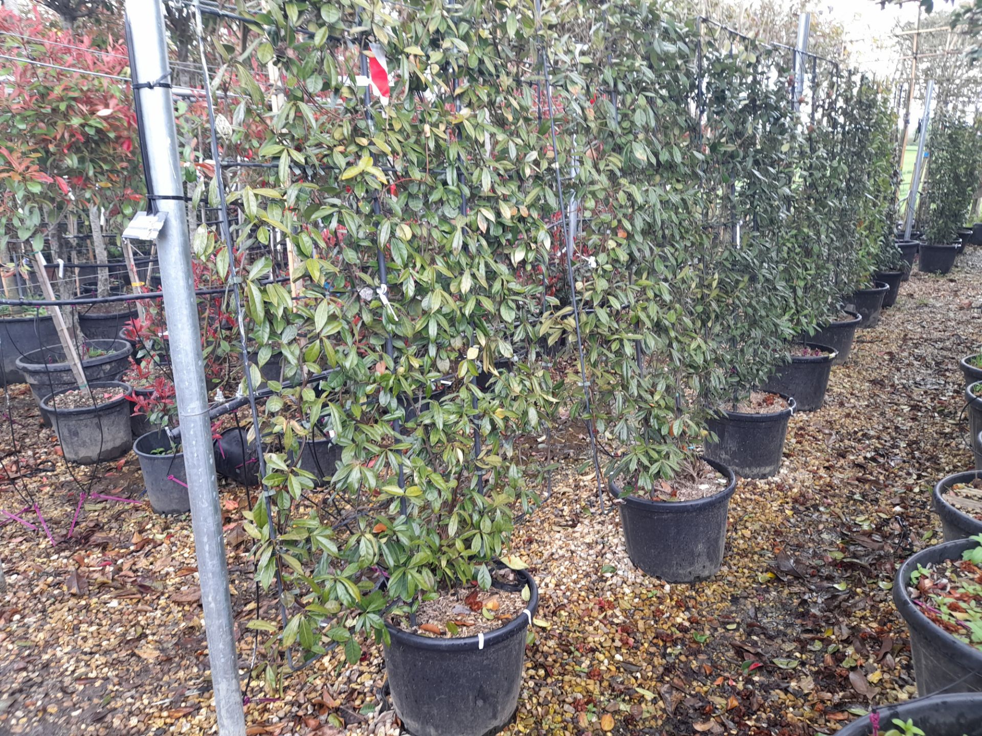 5 x Pleached Trachelospermum Jasminoides (Pot / fr