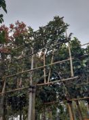 1 x Pleached Camellia Sasanqua ‘Cleopatra’ tree (S