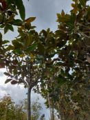 2 x Magnolia Grandiflora, located to 15A. (Viewing