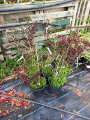 8 x 5L Berberis Red Cheif‘s Located to J (Viewing