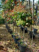 10 x Photinia Red Robbin (1.5m) Located to 11B (Vi