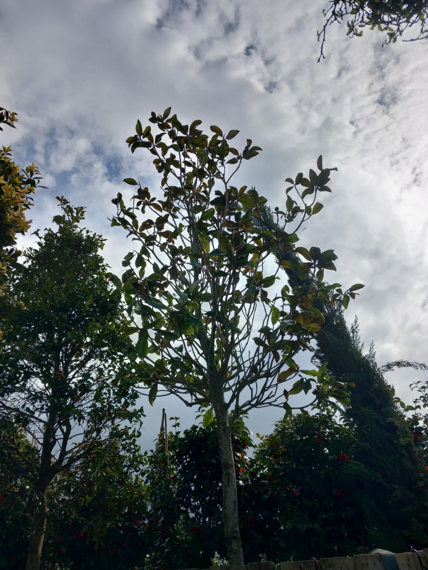 Magnolia Grandifloura (4.5m) Located to 1B (Viewin - Image 2 of 2