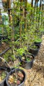 4 x Cornus Kousa multi-stem trees (135cm tall, 30