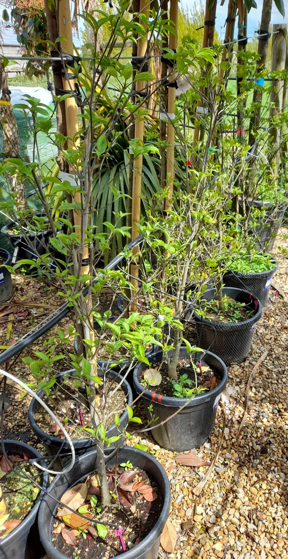 4 x Cornus Kousa multi-stem trees (135cm tall, 30