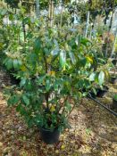 4 x Prunus Rotundifolia (30 Litre pots), located t