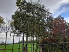 3 x Pleached Ligustrum Japonica (Standard, 10-14cm