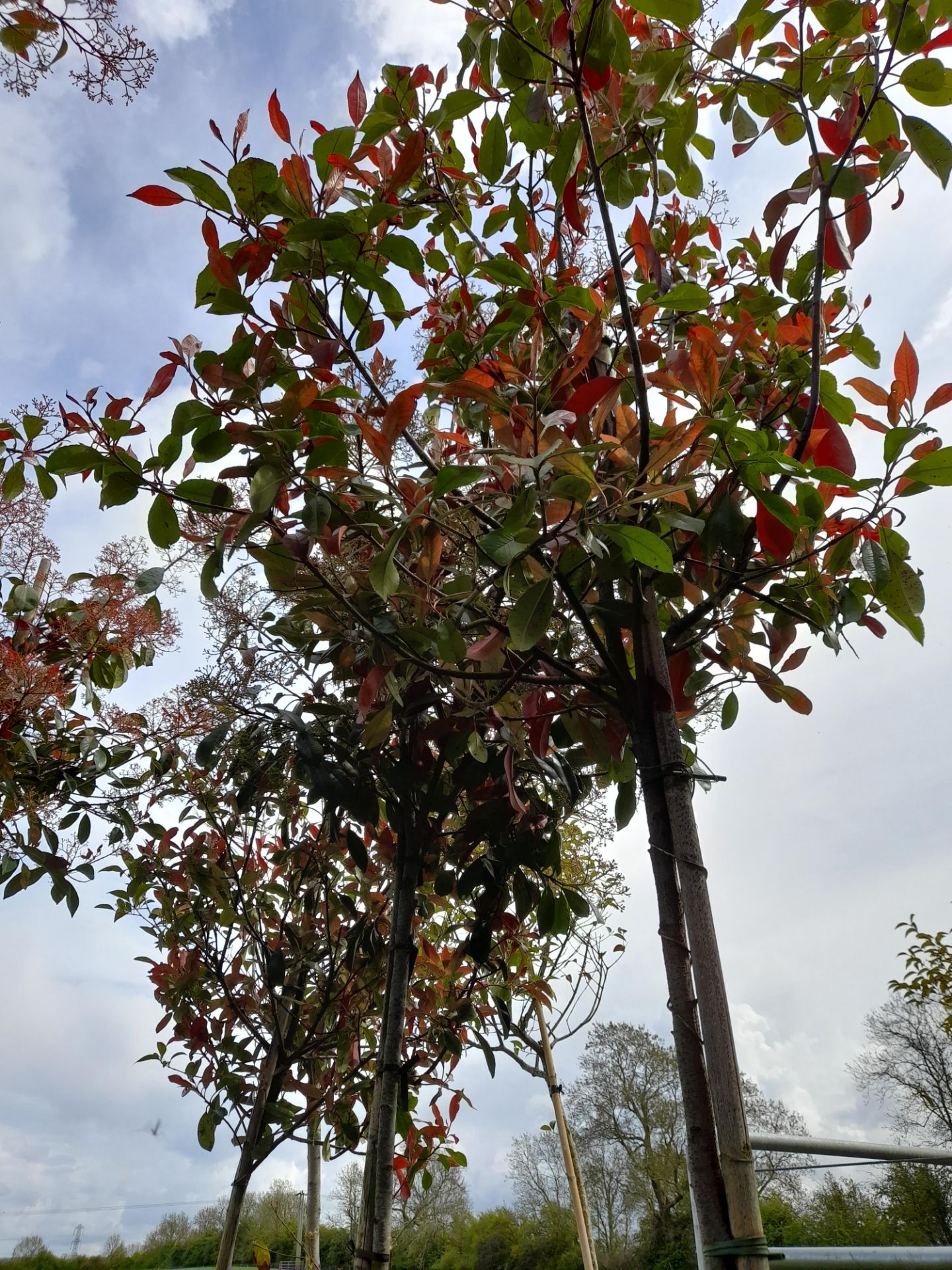 5 x Various Photinia Red Robin (Standard), located - Image 2 of 3