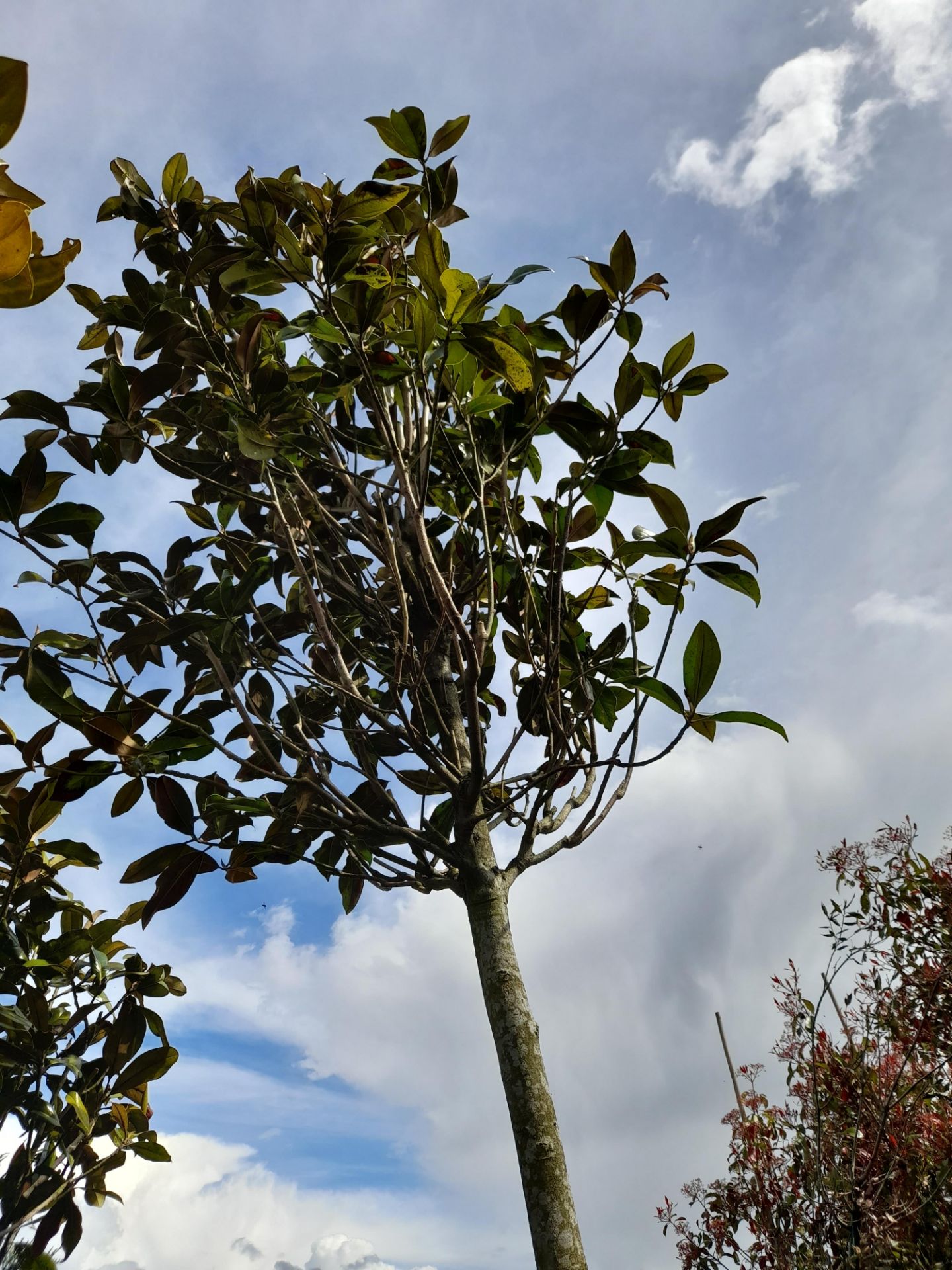 1 x Magnolia Grandiflora, located to 10A. (Viewing - Image 3 of 3