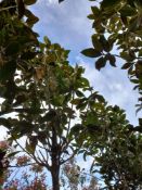 2 x Magnolia Grandiflora, located to 14A. (Viewing