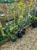 5 x 10L Cornus’s Located to F (Viewing Strongly Re
