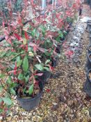 4 x Photinia Red Robin (25 Litre pot), located to