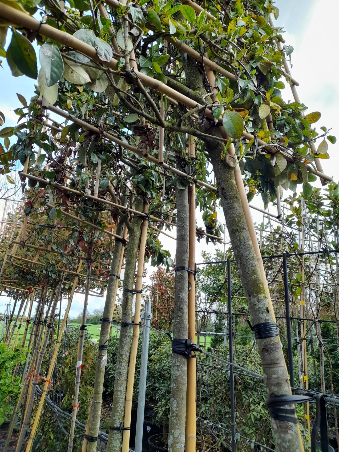 4 x Viburnum Lucidum Pleached trees (Standard, 3 x - Image 2 of 3