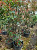 3 x Photinia Red Robin (Cone, 170-180cm), located