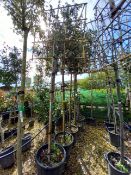 5 x Quercus Ilex Pleached (3m) Located to 9B (View