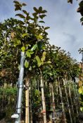 5 x Magnolia Grandiflora Praecox (Standard), locat