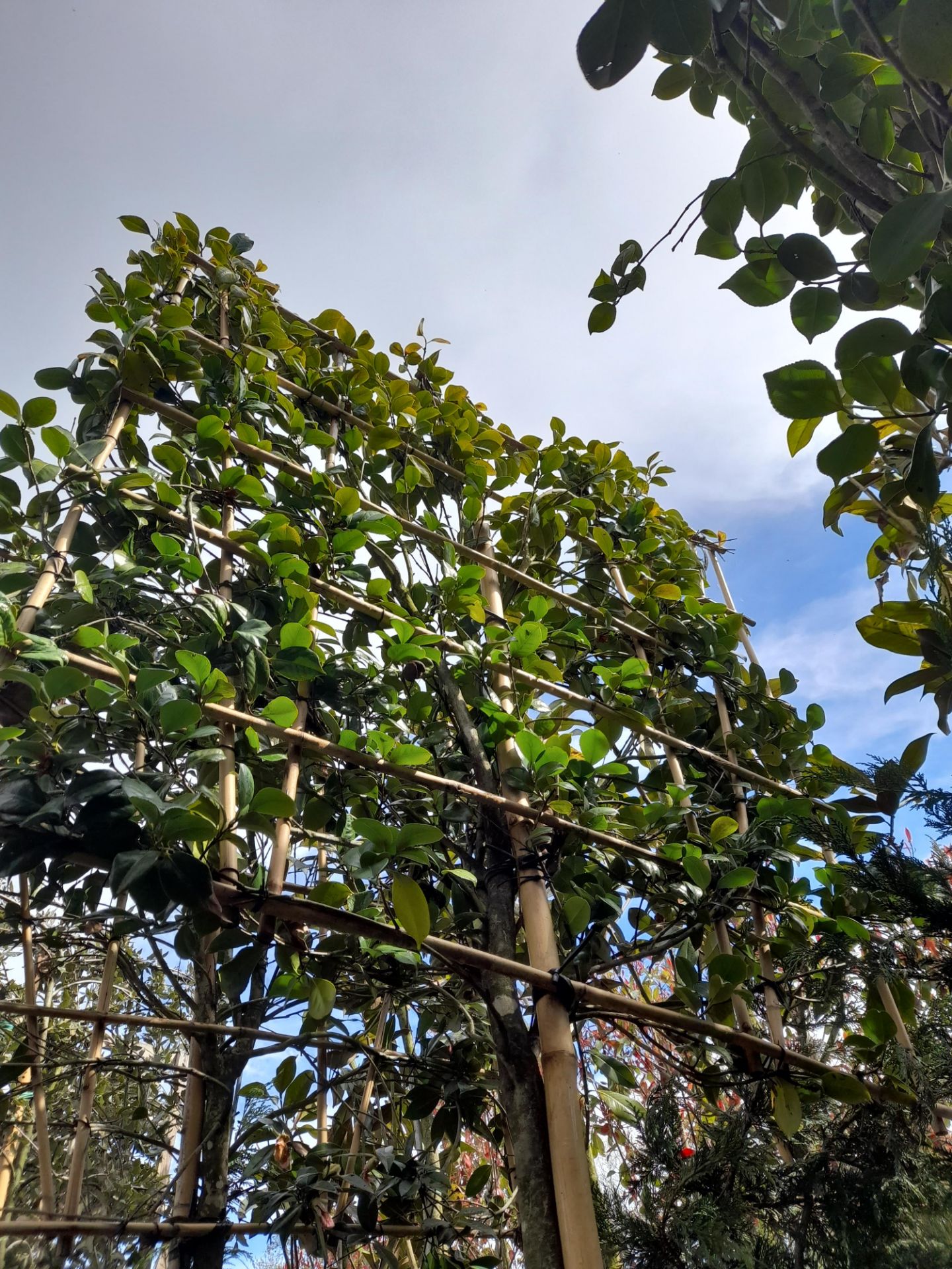 1 x Pleached Camellia Japonica Snowball, located t