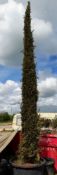 Cupress Semperviren Pyramidalis (5.5/6m tall, 175