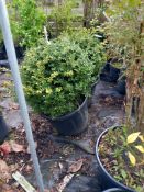 2 x 25L Box Hedges Located to L (Viewing Strongly