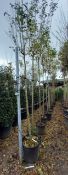 6 x Ligustrum Located to 18B (Viewing Strongly Rec