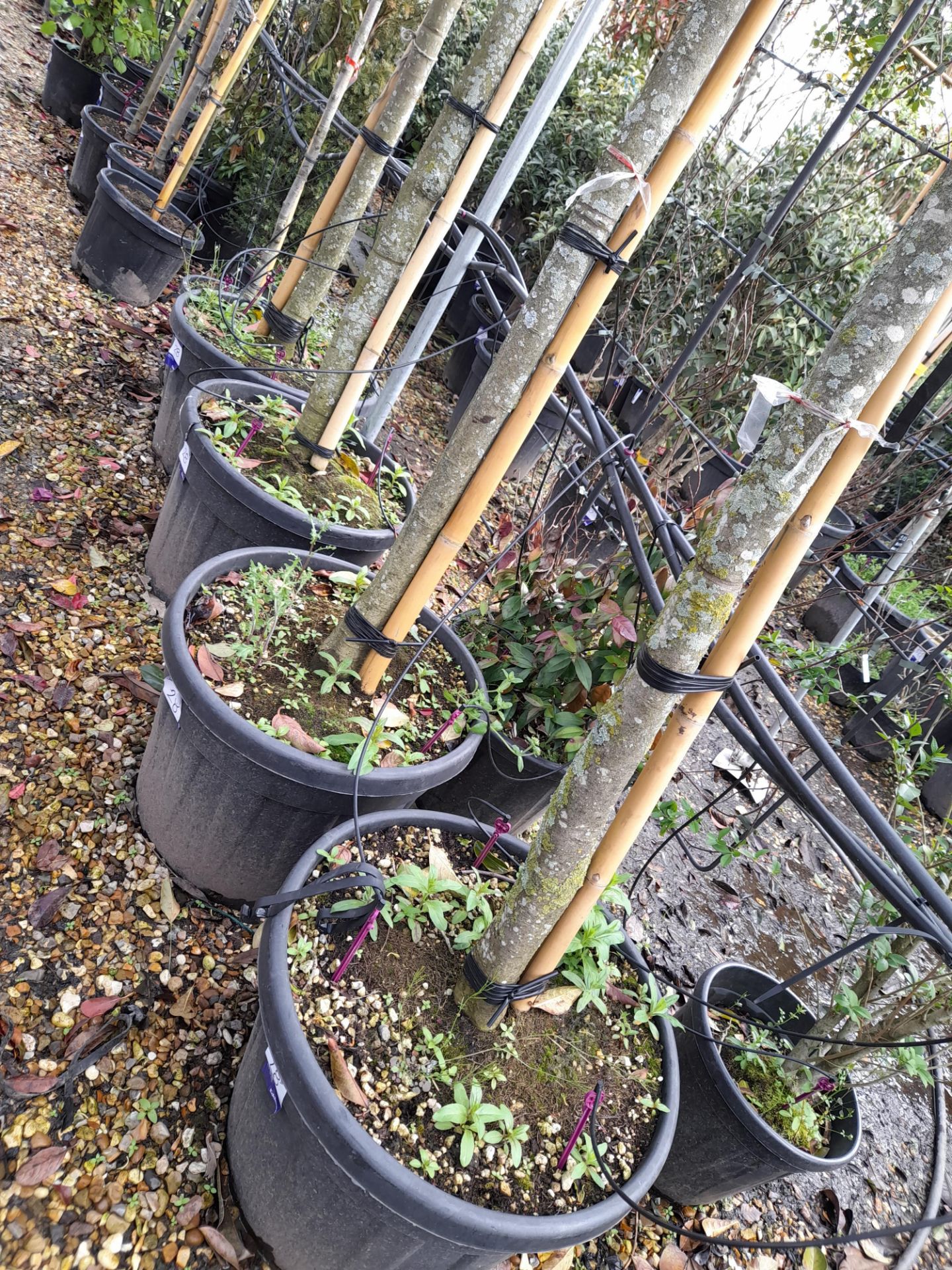 4 x Viburnum Lucidum Pleached trees (Standard, 3 x - Image 3 of 3