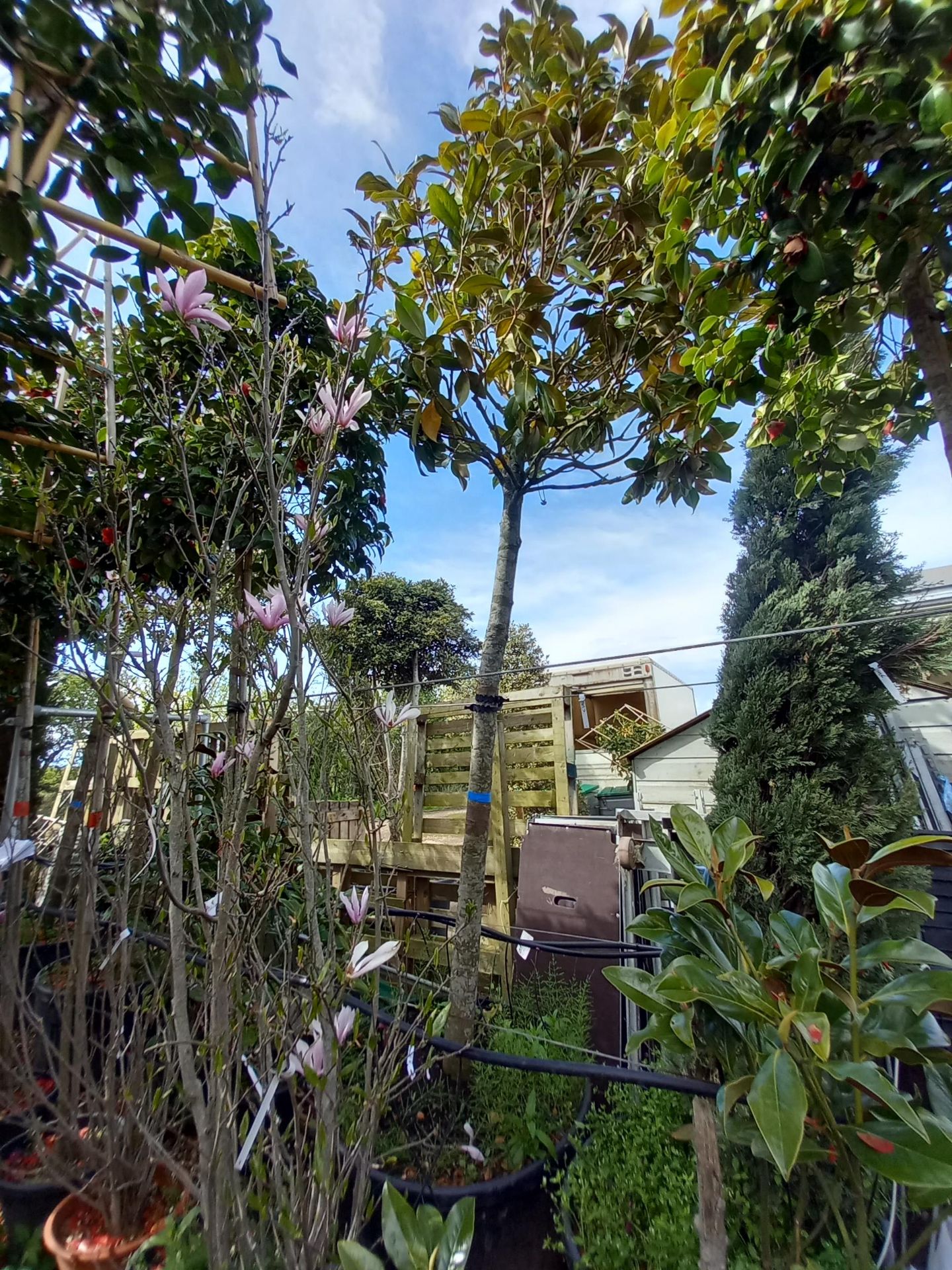 Magnolia Grandifloura (5m) Located to 1B (Viewing - Image 2 of 2