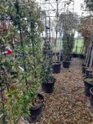 5 x Pleached Trachelospermum Jasminoides (Pot / fr