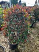 4 x Photinia Red Robin Cone (175 – 200 height), lo