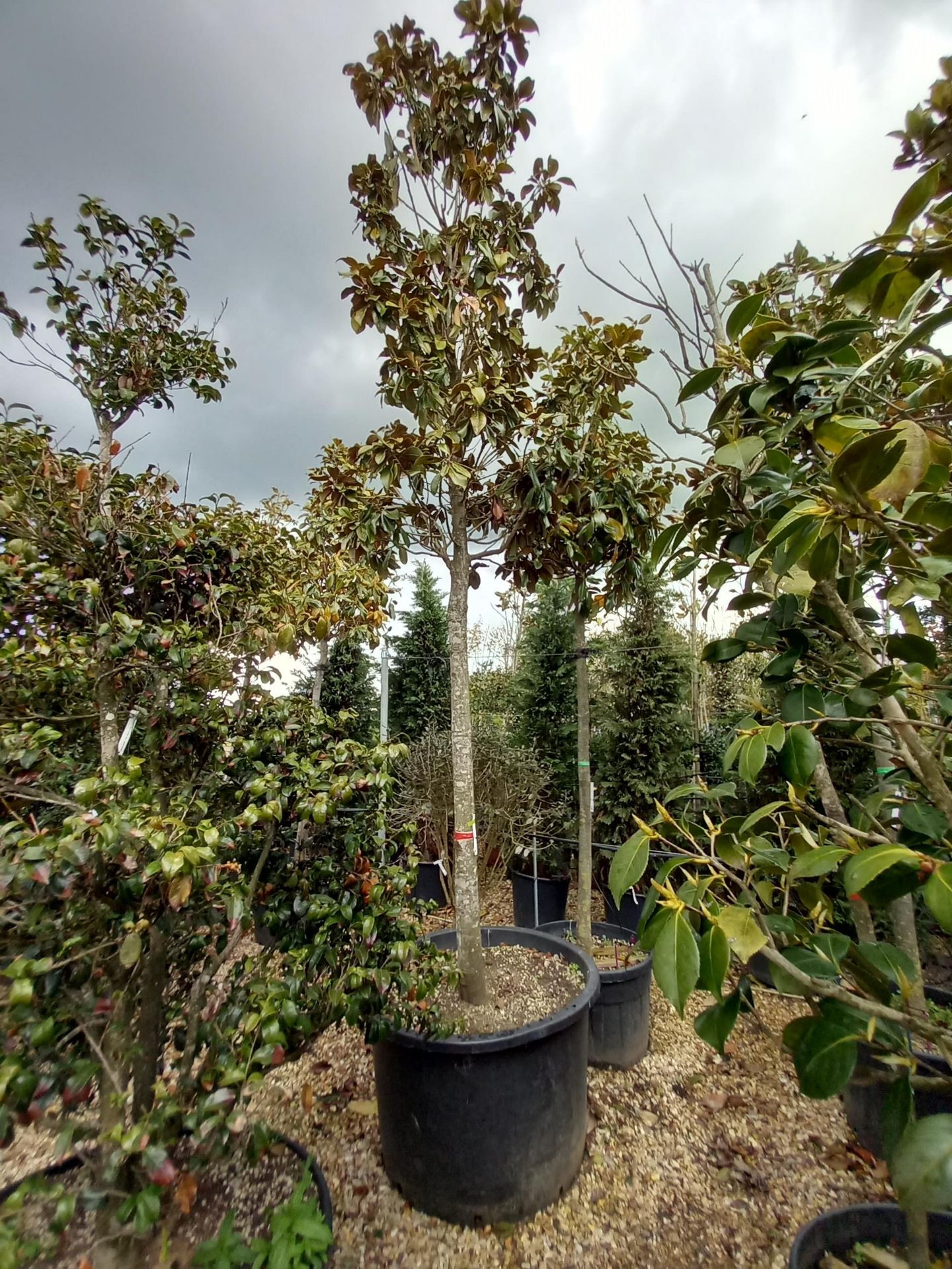 Magnolia Grandifloura Little Gem (5m) Located to 2