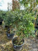 4 x Osmanthus Aquifolium multi-stem (120-140 heigh