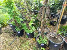 5 x Hydrangea Petiolaris (20 Litre pots), located