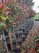 5 x Photinia Red Robin (1/2 Standard, lollipop, 6-