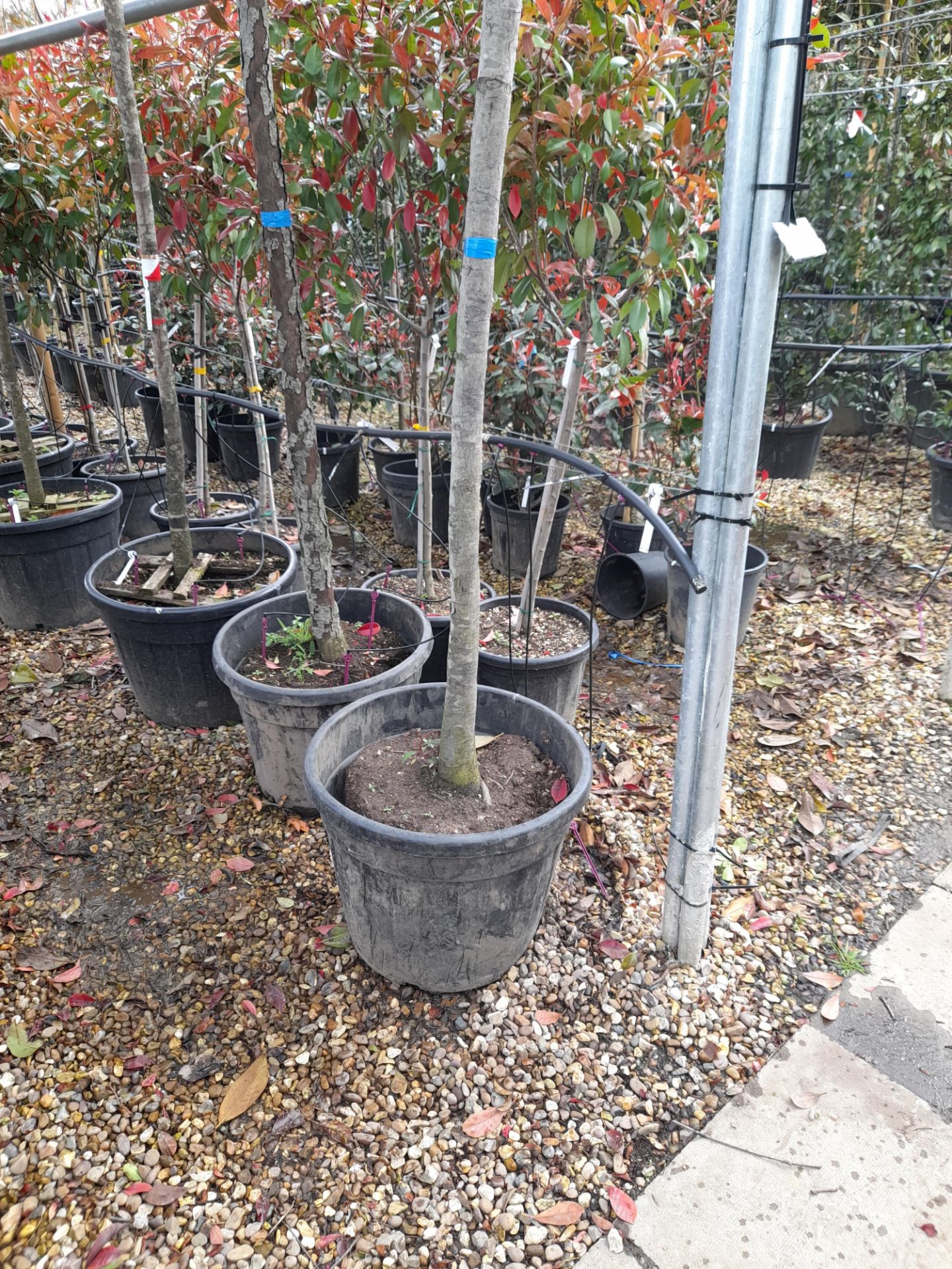 2 x Photinia Red Robin (Standard, 18-20), located - Image 2 of 2