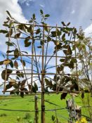 1 x Pleached Magnolia Grandiflora ¾ tree (8-10cm g