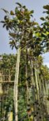 5 x Various Magnolia Grandiflora (Standard, tall c