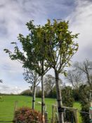 3 x Prunus Laurocerasus Rotundifolia (Standard, 18