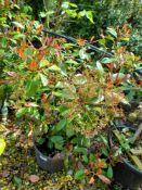 3 x Photinia Red Robin bush (20 Litre tub), locate