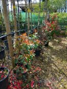 5 x Photinia Red Robbins Located to 7B (Viewing St
