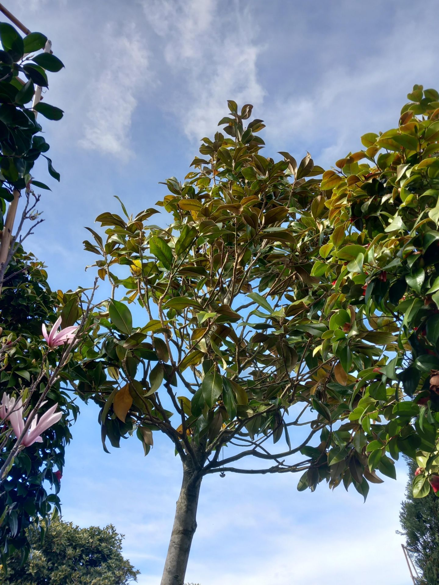 Magnolia Grandifloura (5m) Located to 1B (Viewing