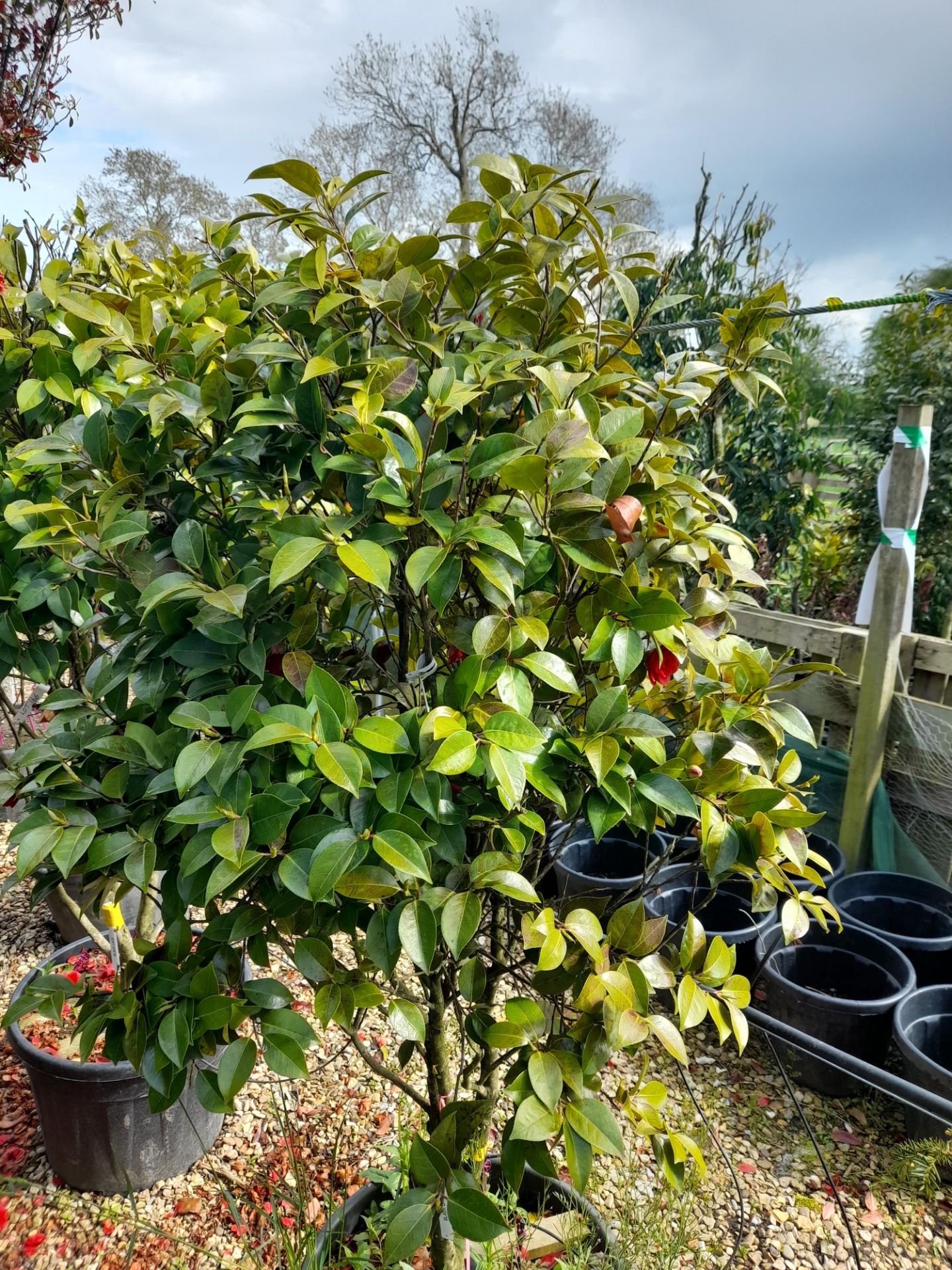 2 x Camellia Japonica Black Lace Multi-stem, locat - Image 2 of 5