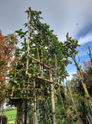 2 x Pleached Camellia Japonica (Standard, 1 x Te D